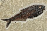 Green River Fossil Fish Mural With Diplomystus & Cockerellites #211225-8